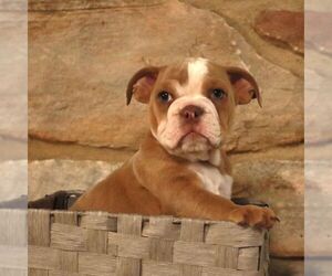 English Bulldog Puppy for Sale in BERNVILLE, Pennsylvania USA