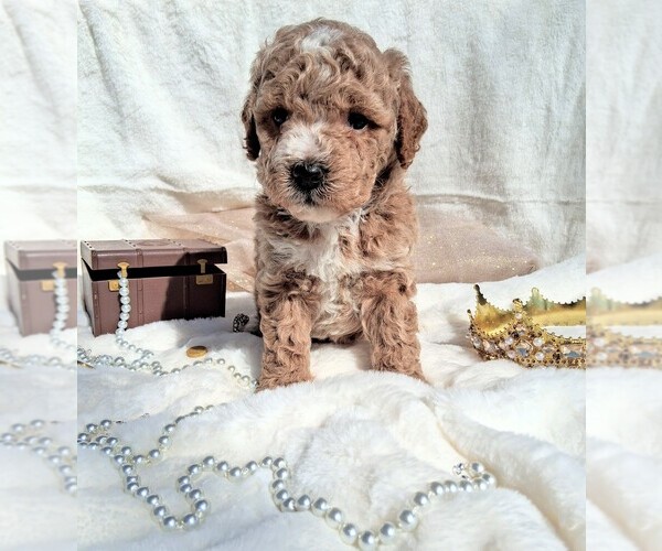 Medium Photo #14 Goldendoodle (Miniature) Puppy For Sale in GASTONIA, NC, USA