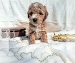 Small #13 Goldendoodle (Miniature)