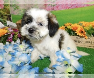 Shorkie Tzu Puppy for sale in HAMMOND, IN, USA