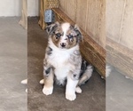 Puppy BM Male 3 Miniature Australian Shepherd