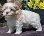 Small #1 Havanese