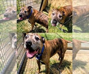 Medium American Pit Bull Terrier