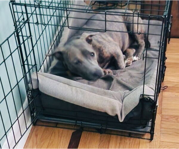 Medium Photo #3 American Pit Bull Terrier-Dachshund Mix Puppy For Sale in Germantown, OH, USA