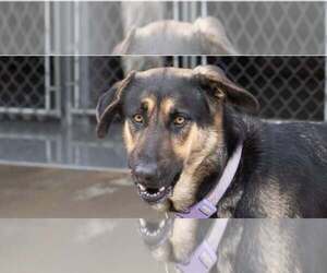 Mutt Dogs for adoption in Minneapolis, MN, USA