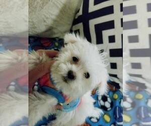 Maltese Puppy for sale in KENDALL, WI, USA