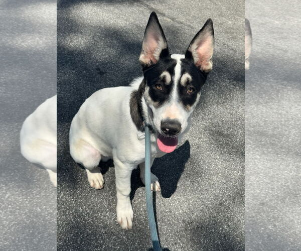 Medium Photo #2 Mutt Puppy For Sale in Newport Beach, CA, USA