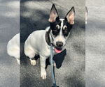 Small #1 Mutt