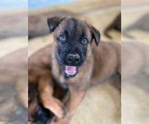 Belgian Malinois Puppy for sale in LOS ANGELES, CA, USA