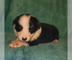 Small Photo #7 Australian Shepherd Puppy For Sale in CROCKER, MO, USA