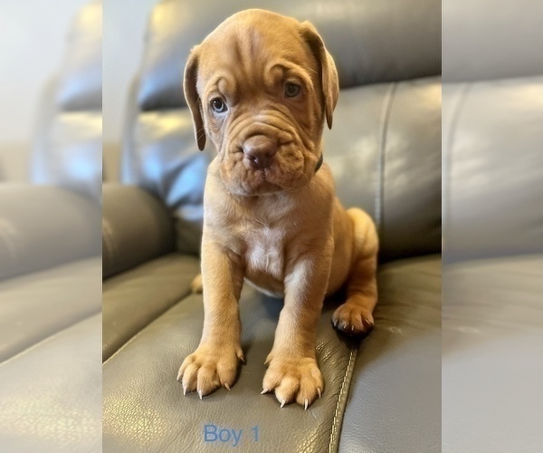 Medium Photo #2 Dogue de Bordeaux Puppy For Sale in CINCINNATI, OH, USA