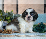 Puppy Trent Shih Tzu