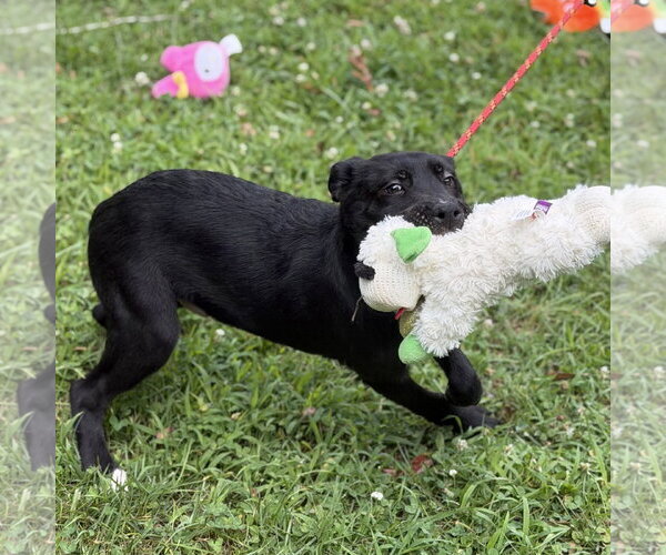Medium Photo #3 Mutt Puppy For Sale in Yardley, PA, USA