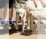 Small #5 Great Pyrenees