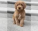 Small Photo #10 Goldendoodle-Poodle (Standard) Mix Puppy For Sale in DETROIT, MI, USA