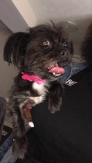 Shorkie Tzu Puppy for sale in SMYRNA, GA, USA