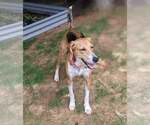Small #7 Treeing Walker Coonhound Mix