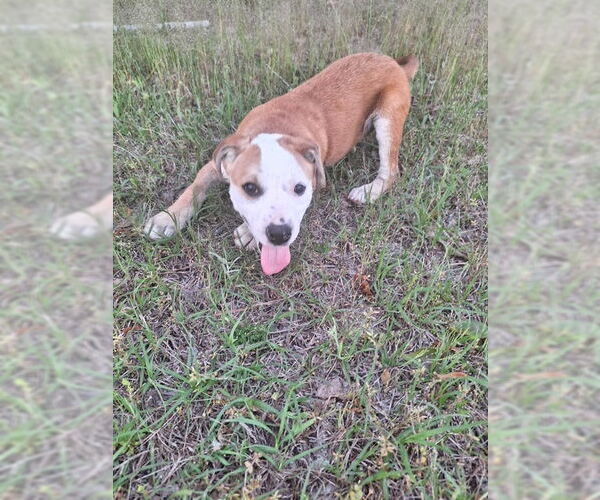 Medium Photo #3 Bulldog-Unknown Mix Puppy For Sale in Tarrytown, GA, USA