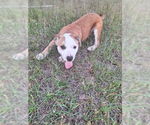 Small #2 Bulldog Mix