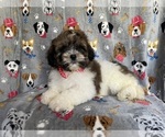 Small Photo #3 ShihPoo Puppy For Sale in LAKELAND, FL, USA