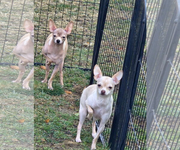 Medium Photo #10 Chihuahua Puppy For Sale in Oakhurst, NJ, USA
