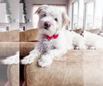 Small Maltese Mix