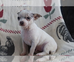 Chihuahua Puppy for sale in SHILOH, OH, USA