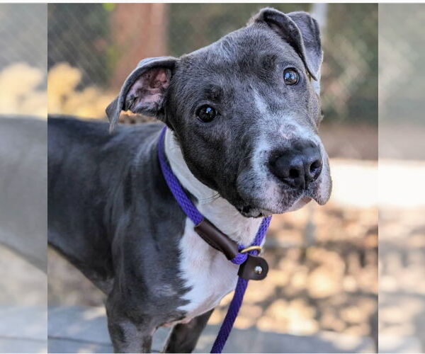 Medium Photo #3 American Pit Bull Terrier Puppy For Sale in Berkeley, CA, USA
