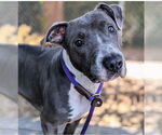 Small #2 American Pit Bull Terrier
