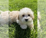 Small Photo #2 Maltipoo Puppy For Sale in CANOGA, NY, USA