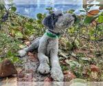 Small Photo #3 Sheepadoodle Puppy For Sale in MIRAMAR, FL, USA
