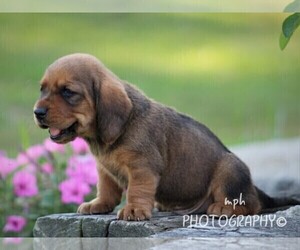 Basset Hound Puppy for sale in LIBERTY, KY, USA
