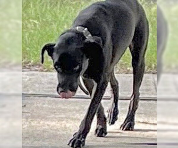 Medium Photo #1 Labrador Retriever-Unknown Mix Puppy For Sale in Houston, TX, USA