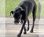Small Labrador Retriever Mix