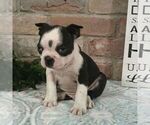 Small #1 Boston Terrier