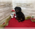 Small #4 Cavachon