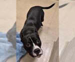 Small #1 Mutt