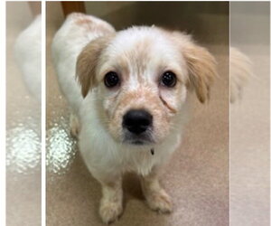 Colonial Cocker Spaniel-Unknown Mix Dogs for adoption in Canton, CT, USA