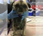 Small Pug Mix