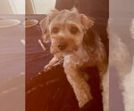 Small #3 Mutt