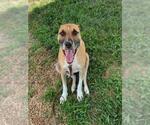 Small #1 Black Mouth Cur Mix