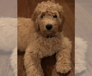 Labradoodle Puppy for sale in CHICO, CA, USA
