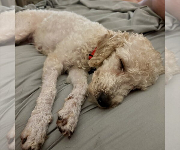 Medium Photo #3 Poodle (Miniature) Puppy For Sale in Spring Lake, NC, USA