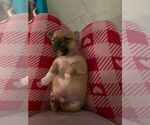 Image preview for Ad Listing. Nickname: Puppy chihuahua
