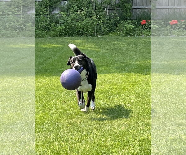 Medium Photo #1 Border Collie-Unknown Mix Puppy For Sale in Highland, IL, USA