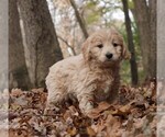 Puppy 0 Goldendoodle-Poodle (Toy) Mix