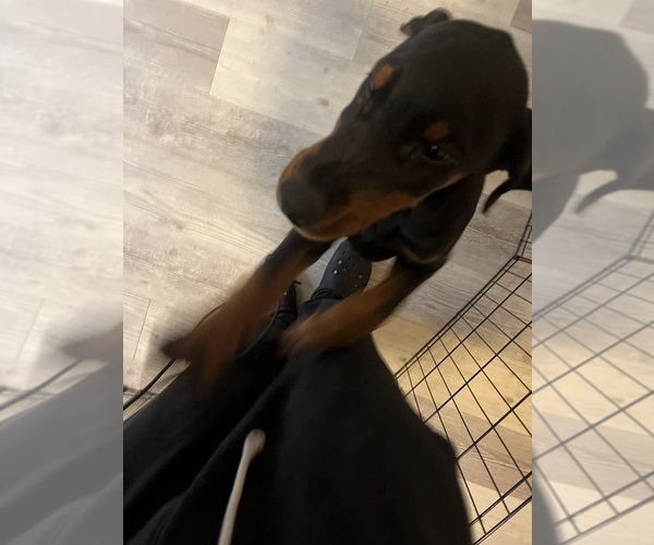 Medium Photo #7 Doberman Pinscher Puppy For Sale in AKRON, OH, USA