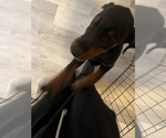 Small #6 Doberman Pinscher