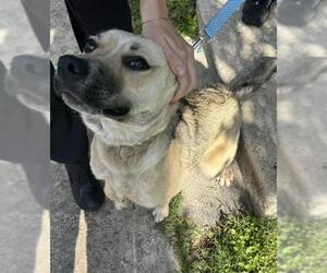 German Shepherd Dog-Unknown Mix Dogs for adoption in San Antonio, TX, USA