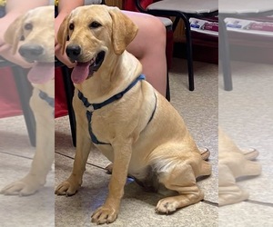 Mother of the Labrador Retriever puppies born on 03/10/2026